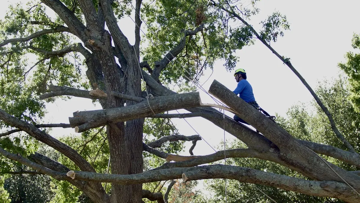 Professional Crown Thinning performed by certified arborists in Bushnell