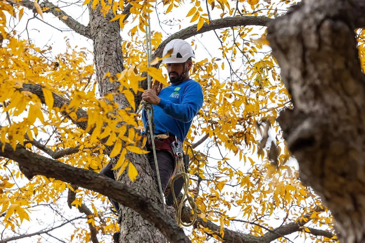 Skilled Tree Planting crew working in Bushnell